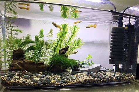 養水魚|來養魚吧！孔雀魚新手入門教學！